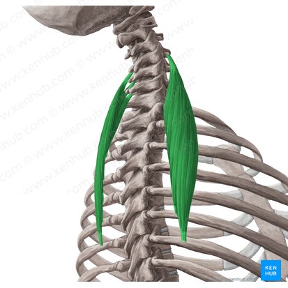 Musculus iliocostalis cervicis (Darmbein-Rippen-Muskel des Halses); Bild: Yousun Koh