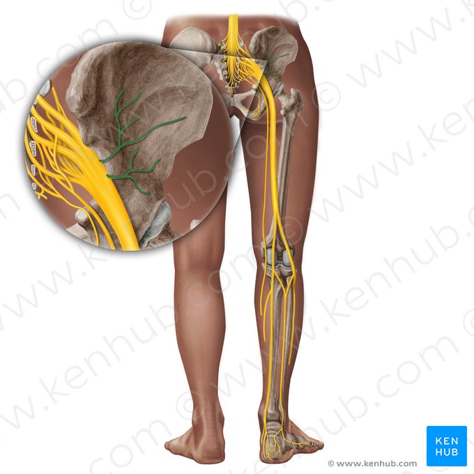 Nervos glúteos (Nervi glutei); Imagem: Paul Kim