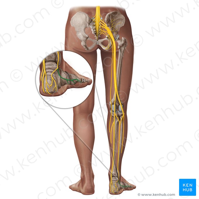Lateral dorsal cutaneous nerve of foot (Nervus cutaneus dorsalis lateralis pedis); Image: Irina Münstermann