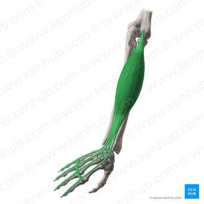Músculo extensor dos dedos (Musculus extensor digitorum); Imagem: Yousun Koh