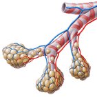Bronchioles and alveoli