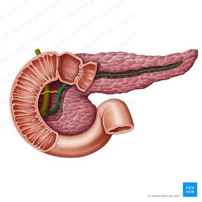 Conducto pancreático (Ductus pancreaticus); Imagen: Irina Münstermann