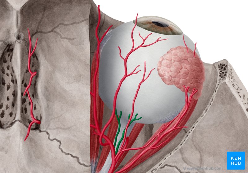 Posterior ciliary arteries - cranial view