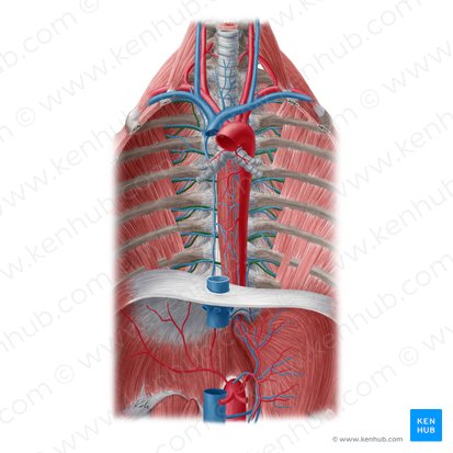 Arteria intercostal posterior (Arteria intercostalis posterior); Imagen: Yousun Koh