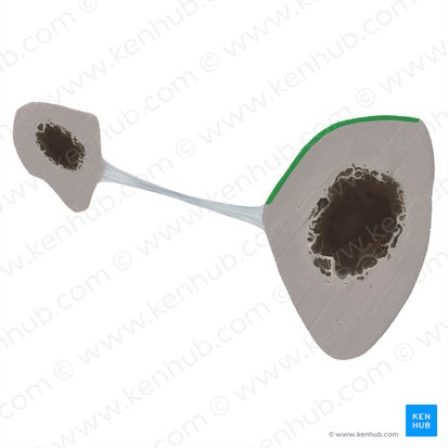 Superfície posterior da tíbia (Facies posterior tibiae); Imagem: Tal Bavli Ziv