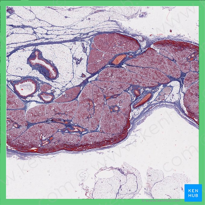 Sublingual gland (Glandula sublingualis); Image: 