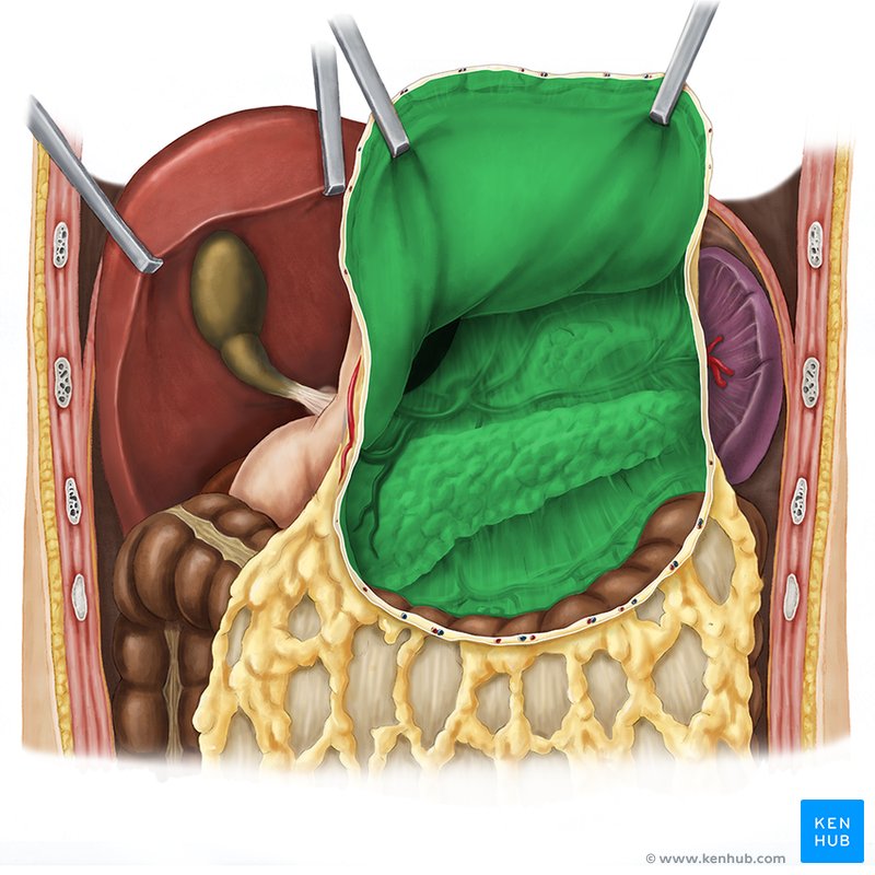 Lesser sac - ventral view