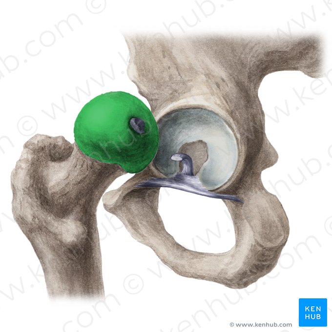 Cabeza del fémur (Caput ossis femoris); Imagen: Liene Znotina