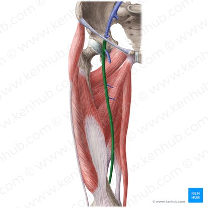 Veia femoral (Vena femoralis); Imagem: Liene Znotina