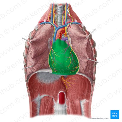 Pericárdio (Pericardium); Imagem: Yousun Koh