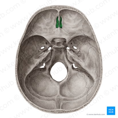 Cribriform plate of ethmoid bone (Lamina cribrosa ossis ethmoidalis); Image: Yousun Koh