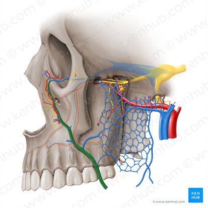 Facial vein (Vena facialis); Image: Paul Kim