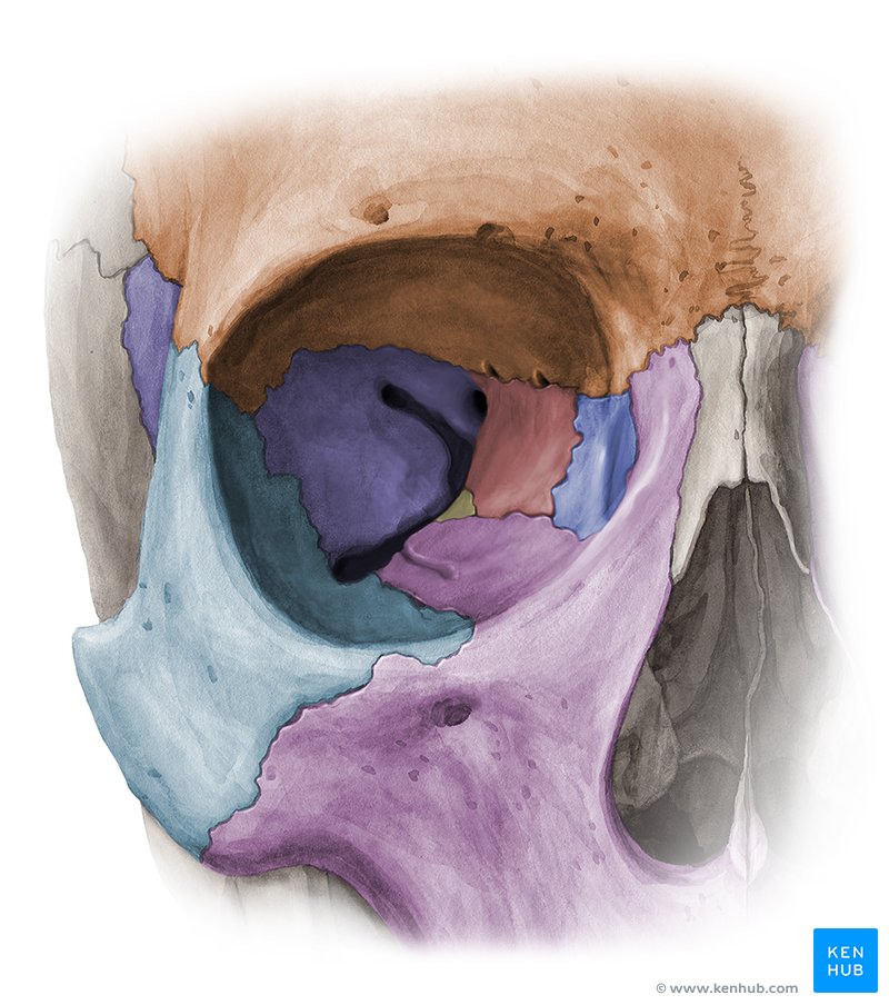 Anatomia da Base Interna do Crânio Quiz