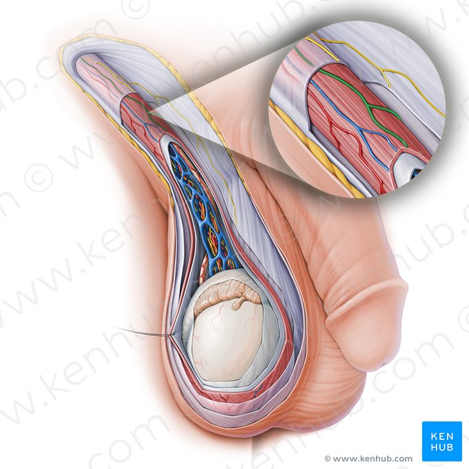 Genital branch of genitofemoral nerve (Ramus genitalis nervi genitofemoralis); Image: Paul Kim