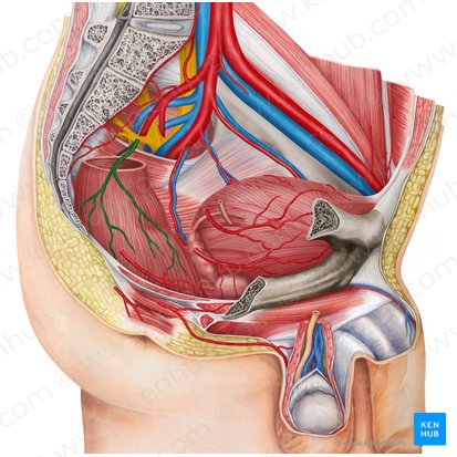 Superior anorectal artery (Arteria anorectalis superior); Image: Irina Münstermann