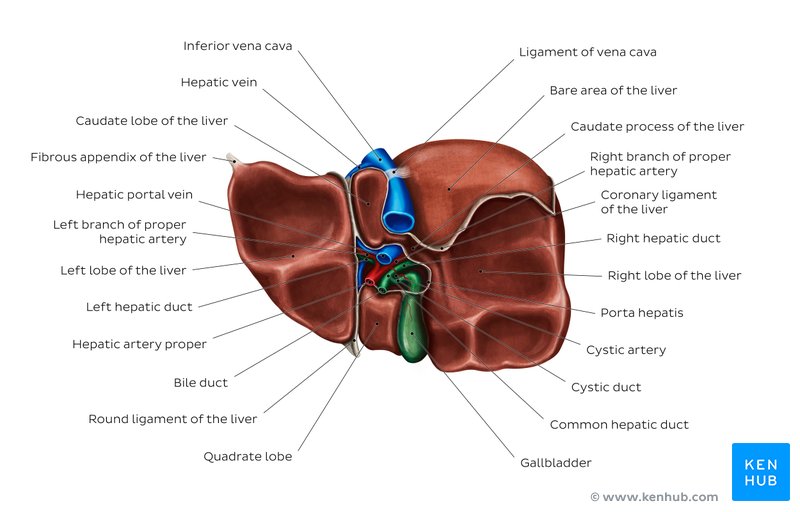 Anatomy of the visceral surface of the liver: Inferior view
