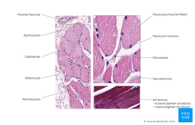 Skeletal Muscle Cross Section