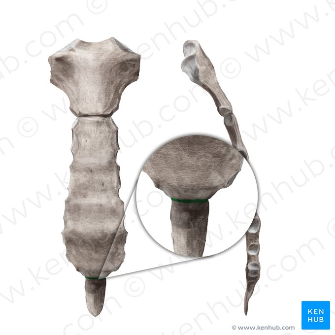 Synchondrosis xiphosternalis (Schwertfortsatz-Brustbein-Symphyse); Bild: Begoña Rodriguez