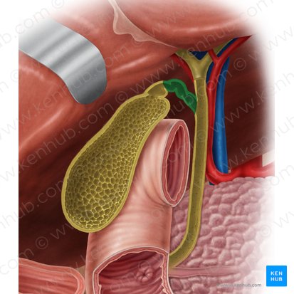 Cystic duct (Ductus cysticus); Image: Samantha Zimmerman