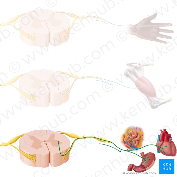 Autonomic nerve fibers (Neurofibrae autonomicus); Image: Paul Kim
