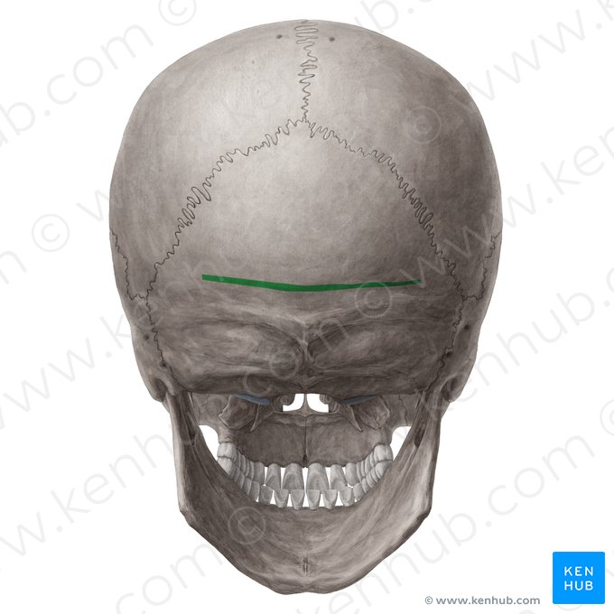 Supreme nuchal line of occipital bone (Linea nuchalis suprema ossis occipitalis); Image: Yousun Koh