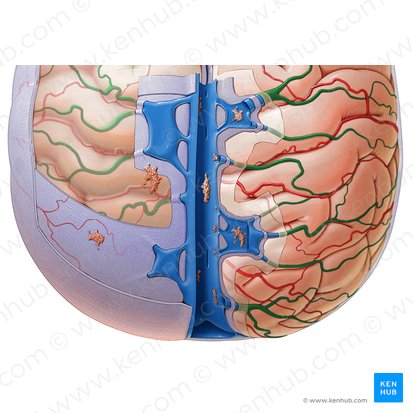 Venae superiores cerebri (Obere Hirnvenen); Bild: Paul Kim