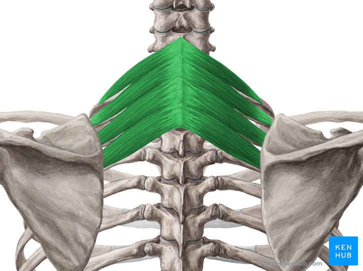 M Serratus Posterior Inferior M. serratus posterior superior und inferior - Anatomie | Kenhub