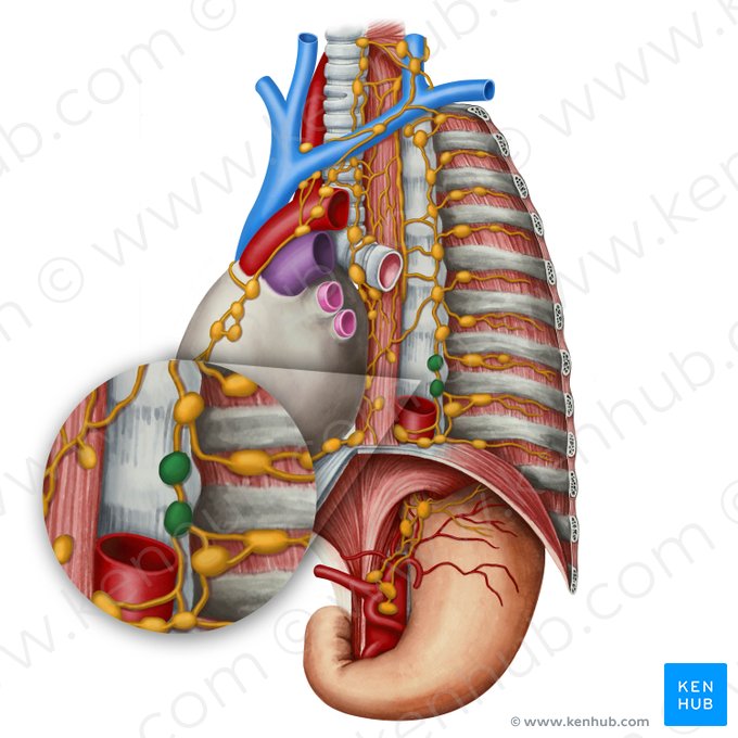 Linfonodos justa-aórticos (Nodi lymphoidei juxtaaortici); Imagem: Irina Münstermann
