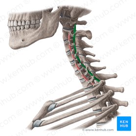 Músculos intertransversários posteriores do pescoço (Musculi intertransversarii posteriores colli); Imagem: Yousun Koh