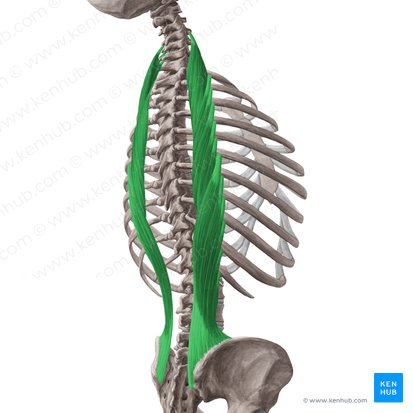 Músculo iliocostal (Musculus iliocostalis); Imagen: Yousun Koh