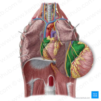Átrio direito (Atrium dextrum cordis); Imagem: Yousun Koh