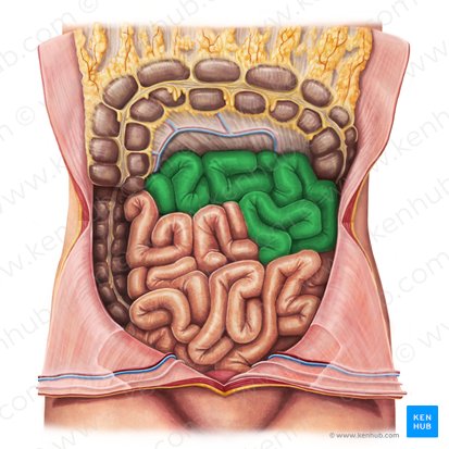 Jejunum; Image: Irina Münstermann