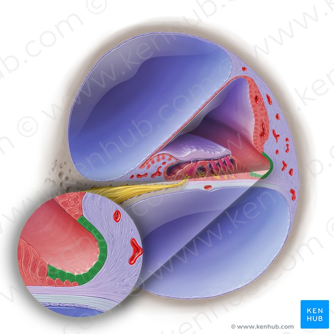 Células de Claudius (Epitheliocyti cuboidei sustentantes externi ducti spiralis); Imagem: Paul Kim