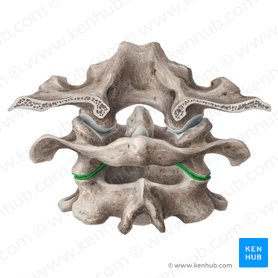 Lateral atlantoaxial joint (Articulatio atlantoaxialis lateralis); Image: Liene Znotina