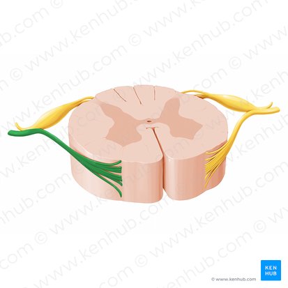 Raiz anterior do nervo espinal (Radix anterior nervi spinalis); Imagem: Paul Kim