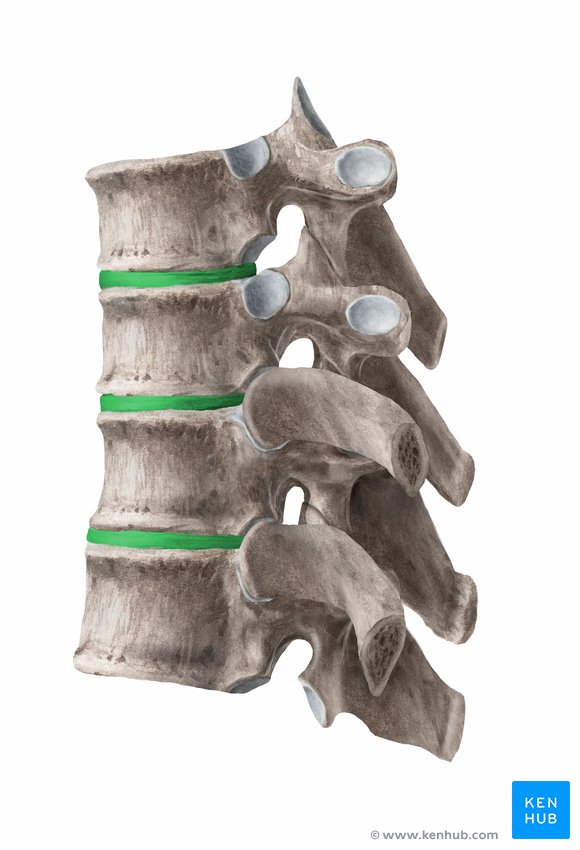 Intervertebral disc - lateral-left view