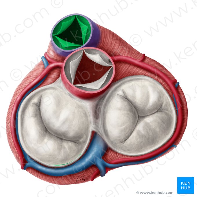 Valva pulmonar (Valva trunci pulmonalis); Imagen: Yousun Koh