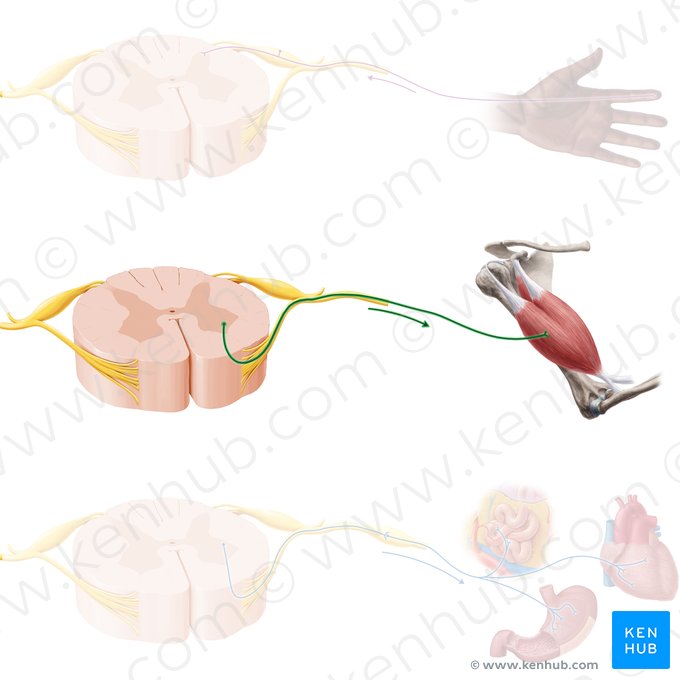 Motor neuron (Motoneuron); Image: Paul Kim