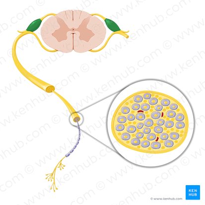 Ganglion spinale (Spinalganglion); Bild: Paul Kim