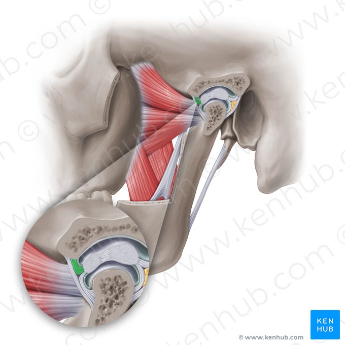 Anterior temporal attachment of articular disc of temporomandibular joint (Insertio temporalis anterior discus articularis temporomandibularis); Image: Paul Kim