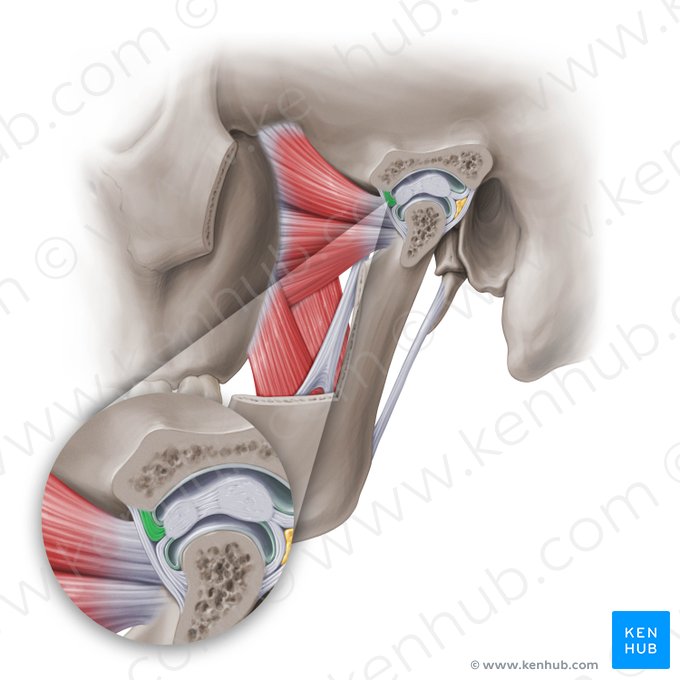 Inserción termporal anterior del disco articular de la articulación temporomandibular (Insertio temporalis anterior discus articularis temporomandibularis); Imagen: Paul Kim