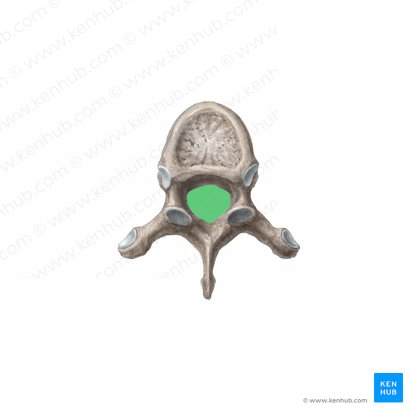 Vertebral foramen (Foramen vertebrale); Image: Begoña Rodriguez