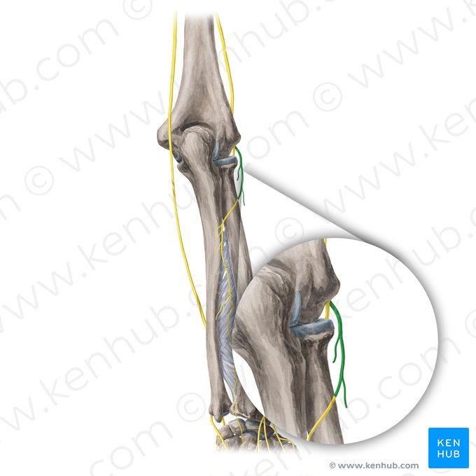 Deep branch of radial nerve (Ramus profundus nervi radialis); Image: Yousun Koh