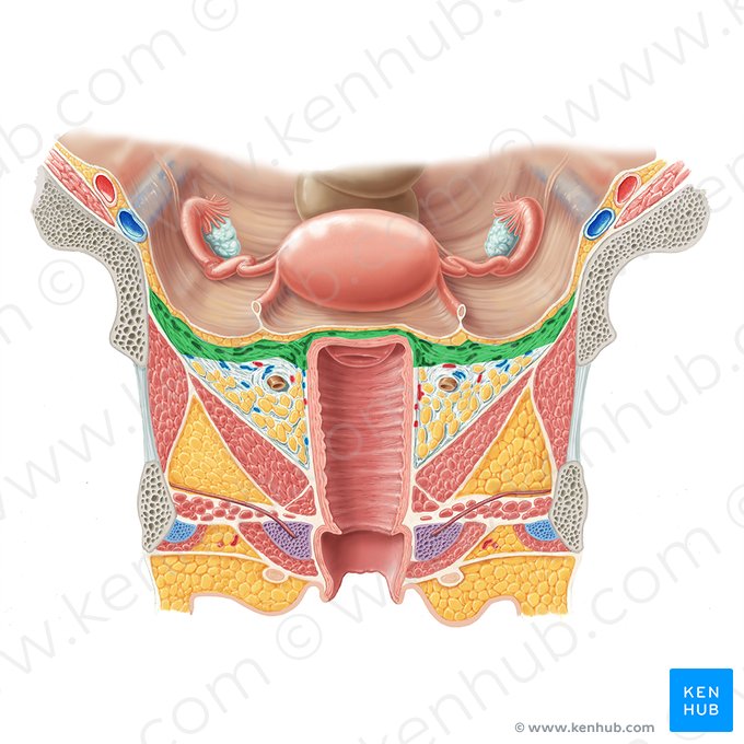 Cardinal ligament (Ligamentum cardinale); Image: Samantha Zimmerman