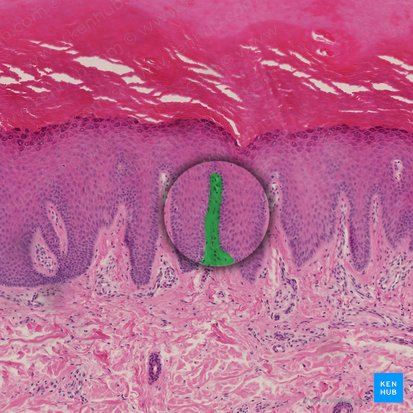 Dermal papilla (Papilla dermis); Image: 