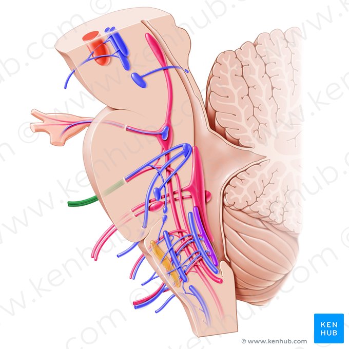 Facial nerve (Nervus facialis); Image: Paul Kim