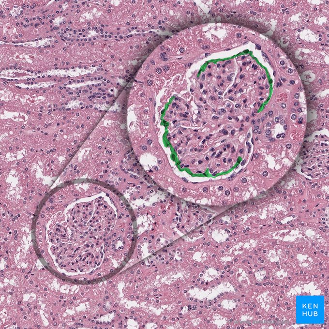 Folheto visceral da cápsula glomerular (Stratum viscerale capsulae glomerularis); Imagem: 