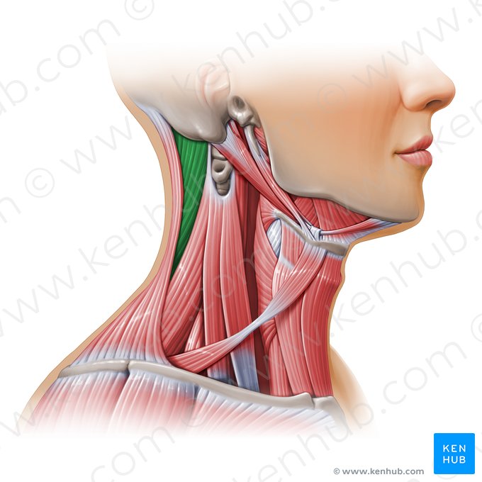 Músculo esplenio de la cabeza (Musculus splenius capitis); Imagen: Paul Kim
