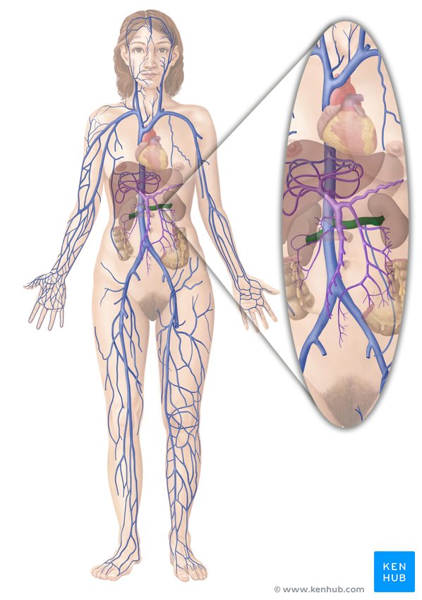 Renal vein - ventral view