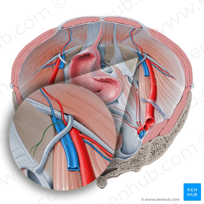 Rama púbica de la arteria epigástrica inferior (Ramus pubicus arteriae epigastricae inferioris); Imagen: Paul Kim